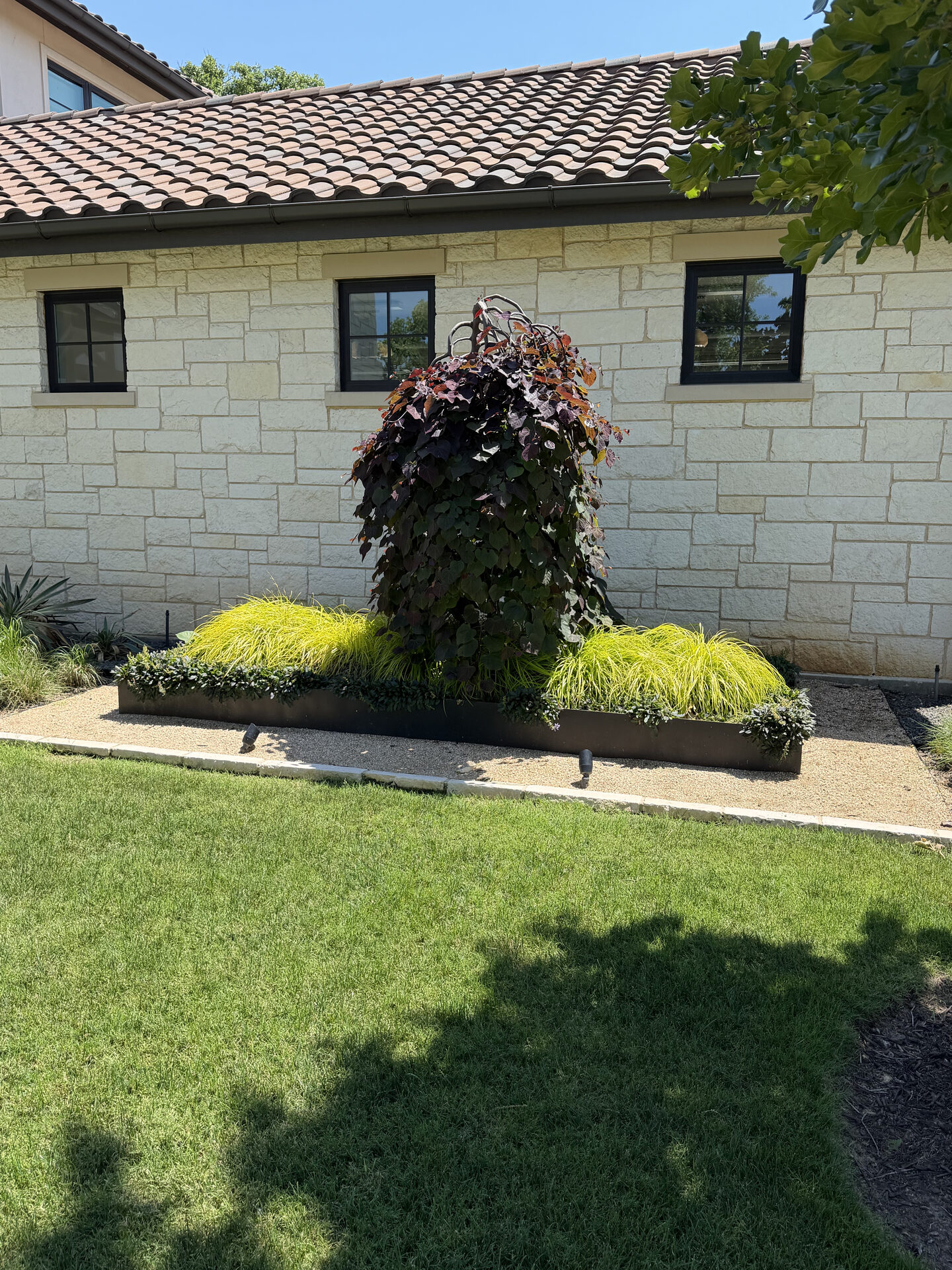 Steel-edged bed with golden grasses framing a weeping redbud centerpiece.